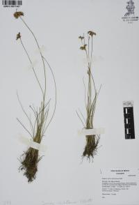 Juncus dichotomus image
